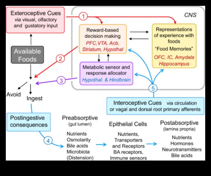 هل يمكن للأنظمة الغذائية طويلة المدى أن تؤثر على التفضيلات الغذائية على المدى الطويل؟