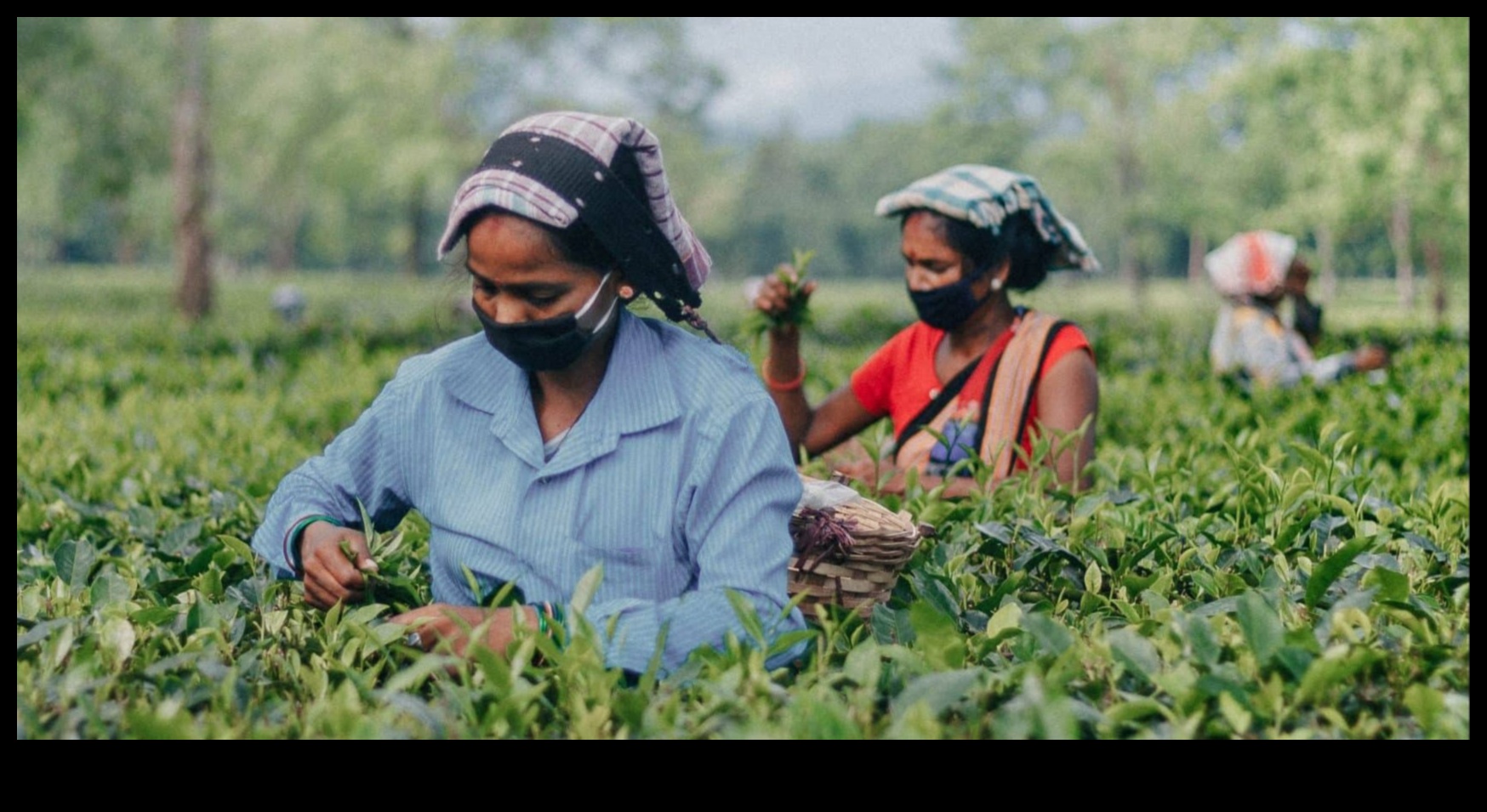 نظام غذائي نباتي من أجل العدالة الاجتماعية 4 النظام النباتي والعدالة الاجتماعية: البعد الأخلاقي للحياة النباتية